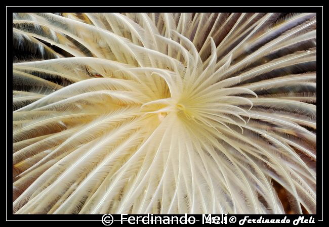 Fireworks (underwater worm Sabella spallanzani) by Ferdinando Meli 