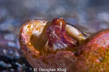 Periscopes 2. A pygmy octopus peeks out of an abandoned N... by Douglas Klug 