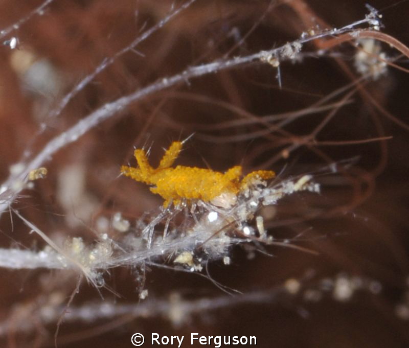 Sponge Isopod about the size of half a grain of rice (hen... by Rory Ferguson 