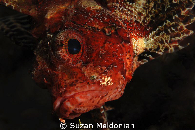 Really curious  Scorpion fish. by Suzan Meldonian 