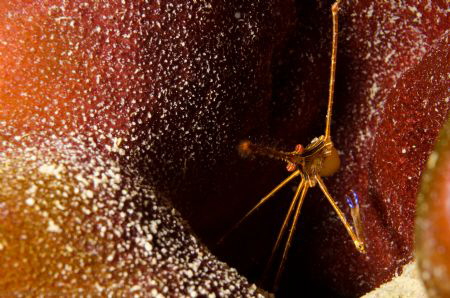 This Spider Crap sat in a indentation in a sponge. Depth ... by Ulrik Paludan 