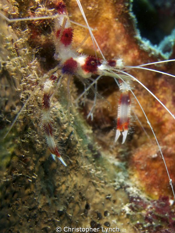 banded cleaner shrimp...bonaire by Christopher Lynch 
