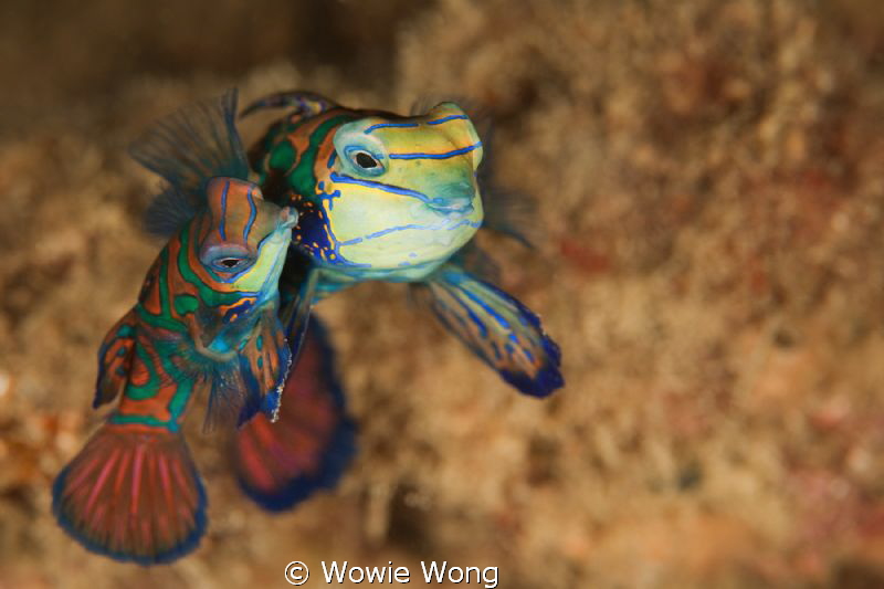 Mating Mandarin Fish by Wowie Wong 