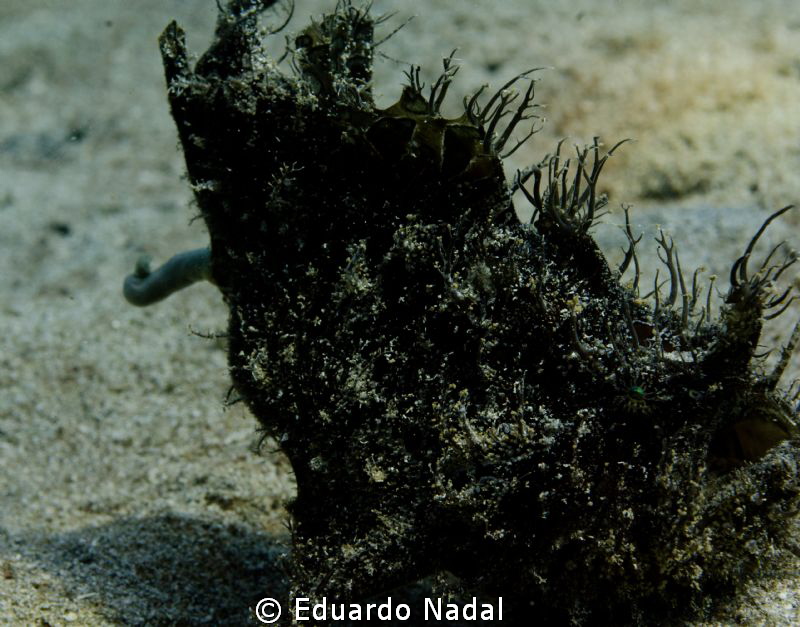 hairy frogfish pooping by Eduardo Nadal 