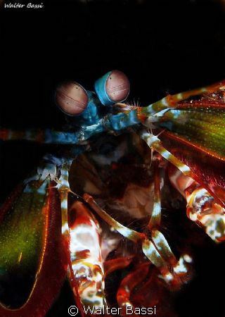 Mantis shrimp by Walter Bassi 