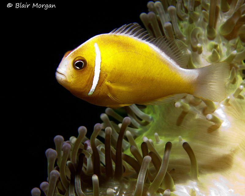 Anemonefish, Shark Reef Marine Reserve, Fiji Islands by Blair Morgan 