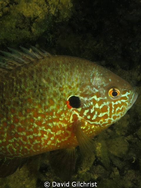 A portrait of a Pumpkinseed Sunfish taken a local quarry.... by David Gilchrist 