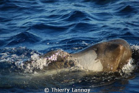Short fin pilot whale off the coast of Almeria, Spain by Thierry Lannoy 