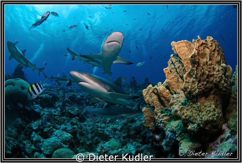 Stone Coral with Sharks by Dieter Kudler 