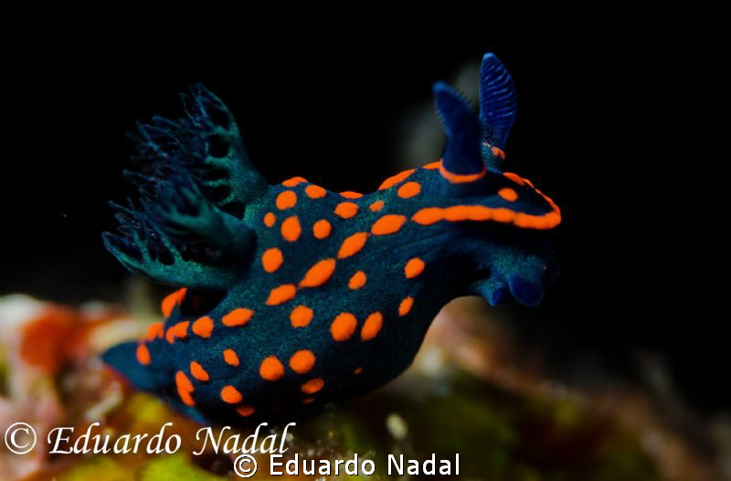 nudibranch d700 f10,1/320 by Eduardo Nadal 