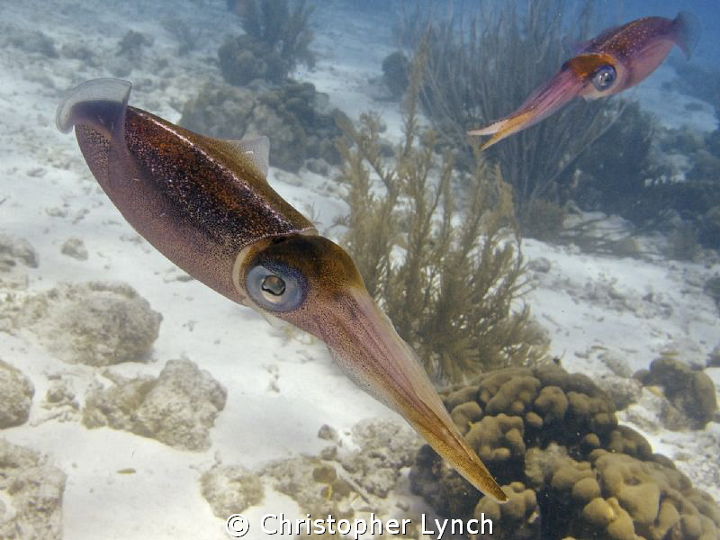 reef squid  dancing by Christopher Lynch 