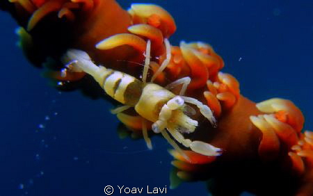 Wire coral shrimp.
Taken with canon s100 and two stacked... by Yoav Lavi 
