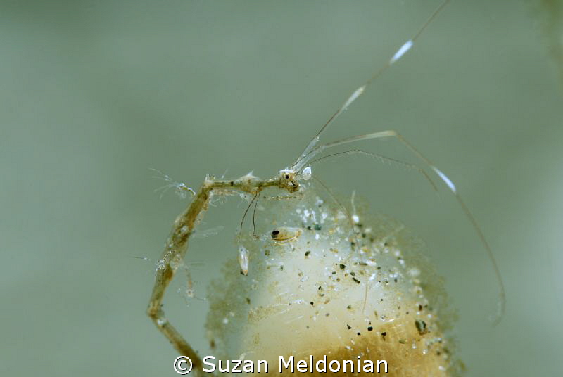 Skeleton Shrimp with babies on it. by Suzan Meldonian 