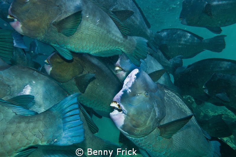 This school of green humphead parrotfish had their home i... by Benny Frick 