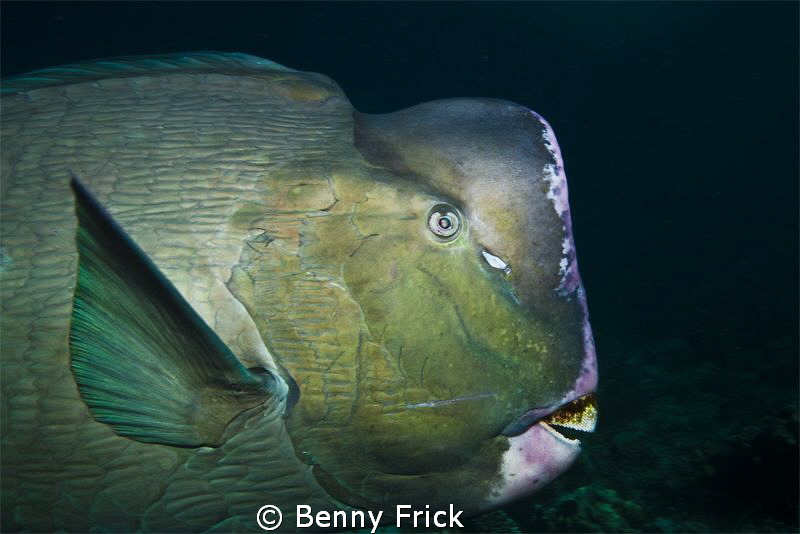 A green humphead parrotfish in Sipadan. I used a Canon 5D... by Benny Frick 