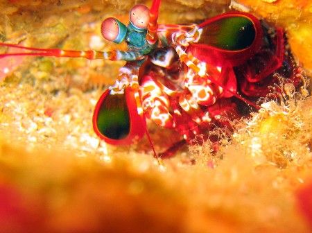 Mantis shrimp - Similan Islands - Thailand by Wijnand Plekker 