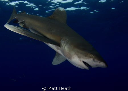 Looking up to a Oceanic Whitetip by Matt Heath 