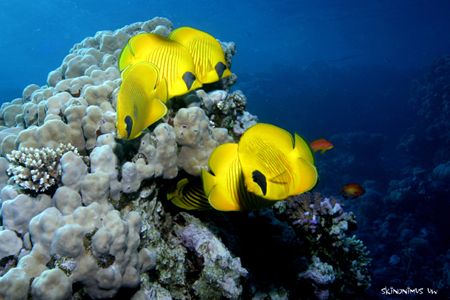 Masked butterfly fish all over the place! by Dan Ashkenasi 