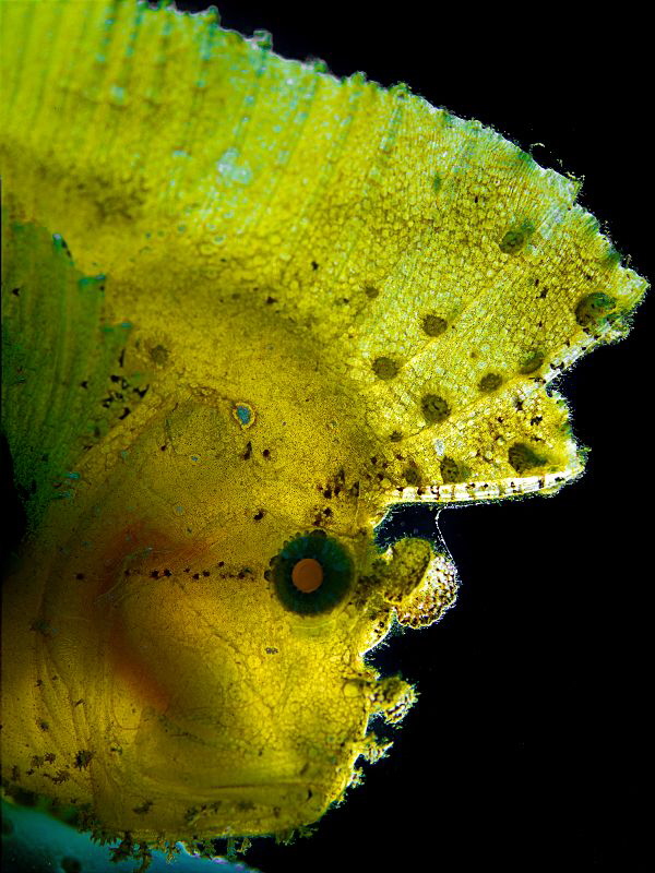 "Leaf Fish"
 
Backlit. by Henry Jager 
