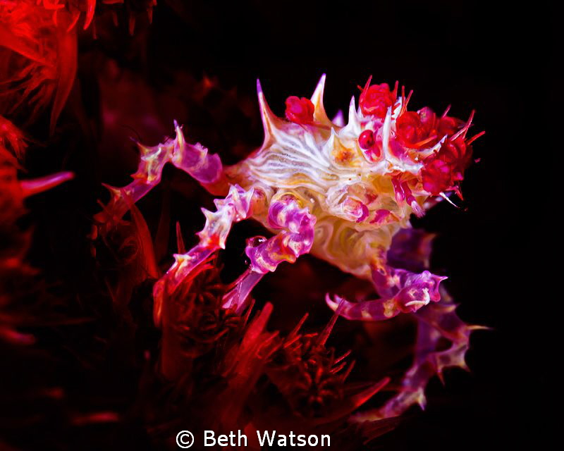 Candy Crab... by Beth Watson 
