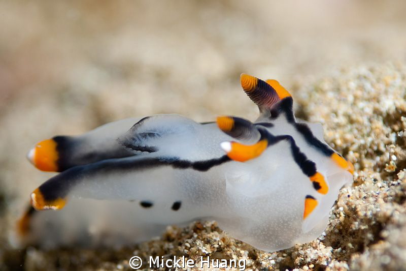 Lovely PIKACHU__Thecacera picta
Aniloa, the Philippines by Mickle Huang 