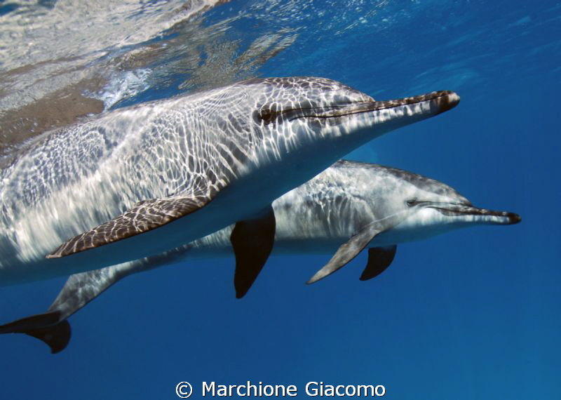 Longirostri Dolphin
Shaa'ab Samedi , Marsa Alam by Marchione Giacomo 
