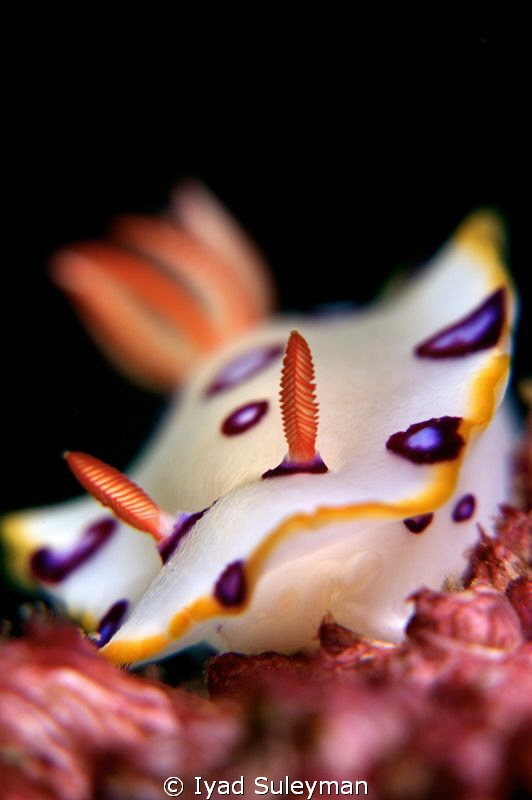 Nudibranch 
(uncropped) by Iyad Suleyman 