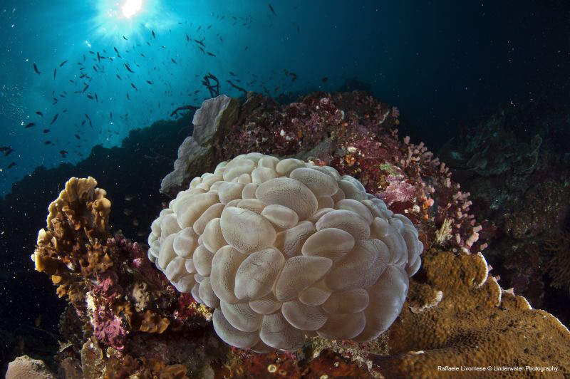 Bubble coral by Raffaele Livornese 