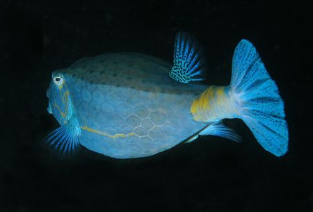 Blue Box fish shot @ Julian Rocks, Byron Bay with Nikon D... by John Natoli 