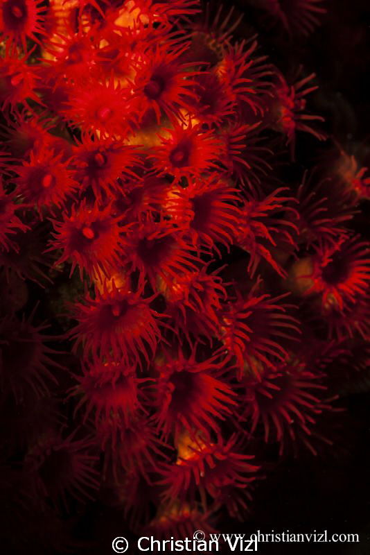 Red Sea Anemone found in Sacramento, Ixtapa, Mexico. by Christian Vizl 