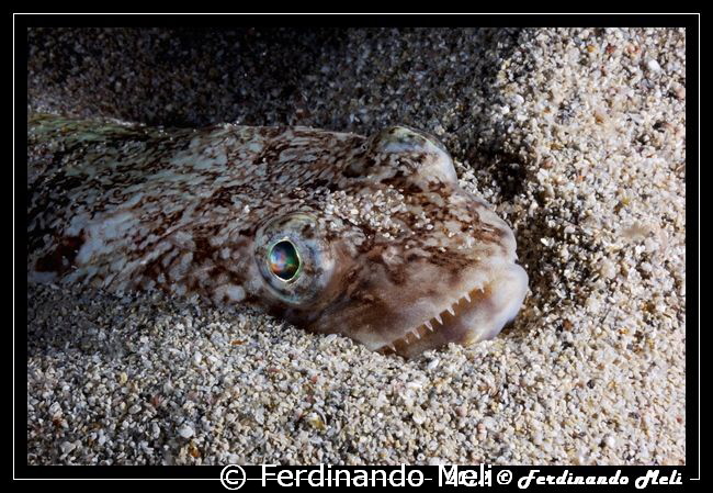Hidden in the sand waiting to strike... by Ferdinando Meli 