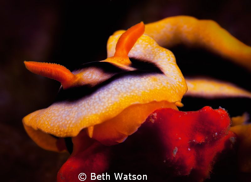 Chromodoris magnifica... by Beth Watson 