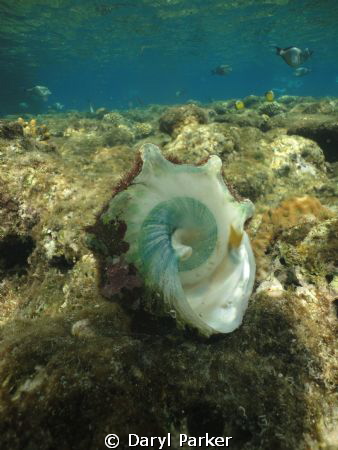 shell of a cone snail whilst snorkling, by Daryl Parker 