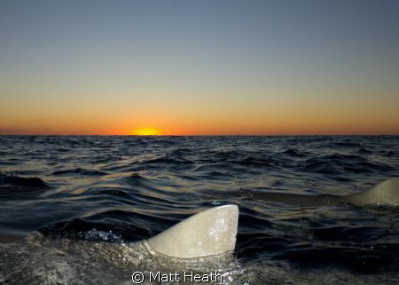 Sunset at Tiger Beach, Bahamas. The lemon sharks are sayi... by Matt Heath 