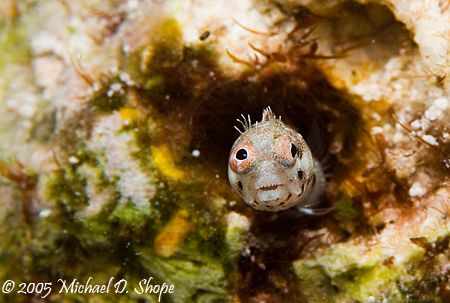 Crazy Eyes taken with Canon 20D 100mm lens and dual DS125... by Michael Shope 