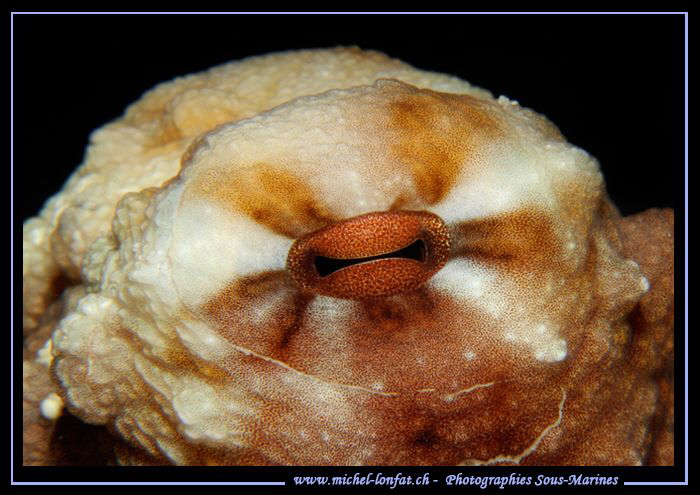 The eye of a Octopus... ;O)... by Michel Lonfat 