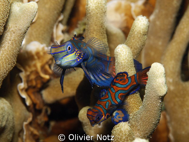 Very shy fishes and difficult to photograph since they re... by Olivier Notz 