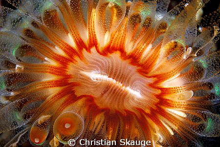 Cup coral, Caryophyllia smithii
Storsand, Oslo, Norway
... by Christian Skauge 