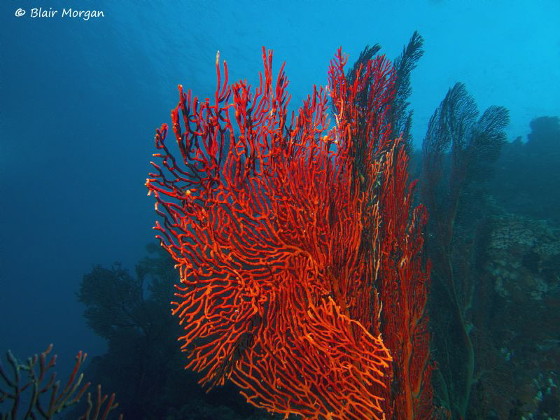 Red Gorgonian Fan Coral, Caesar's Rock, Beqa Lagoon, Fiji... by Blair Morgan 