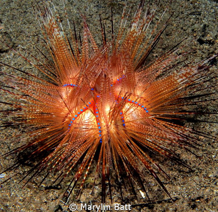 Fire urchin but unusual color more golden than red. by Marylin Batt 