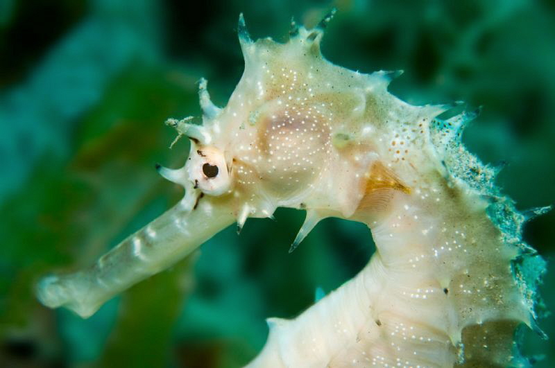 First Seahorse that I have seen! by Paul Colley 