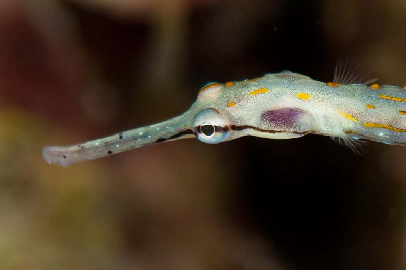Pipefish by Paul Colley 