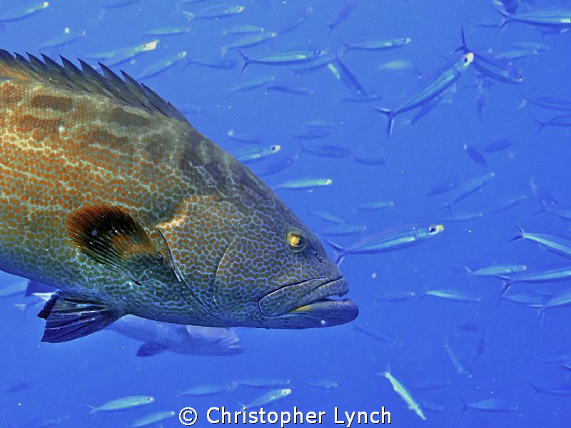 2 Black Groupers hunting Bogas in the watercolumn ... by Christopher Lynch 