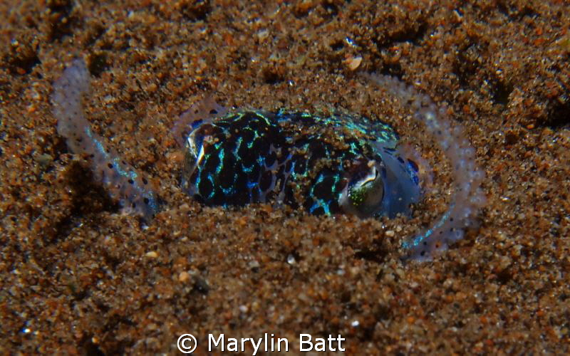 Face of Bobtail Squid as it recedes into the sand by Marylin Batt 