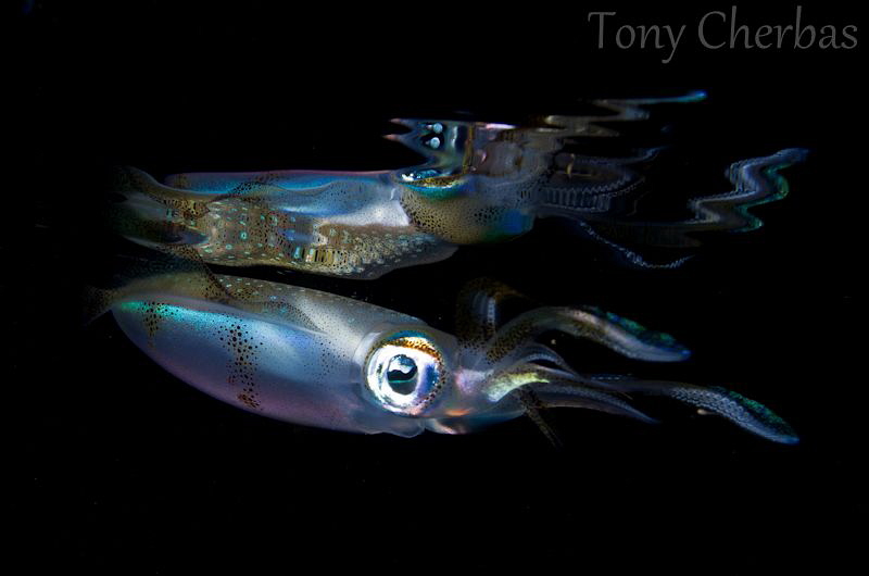 Fly by Night: Reef Squid + Reflection by Tony Cherbas 