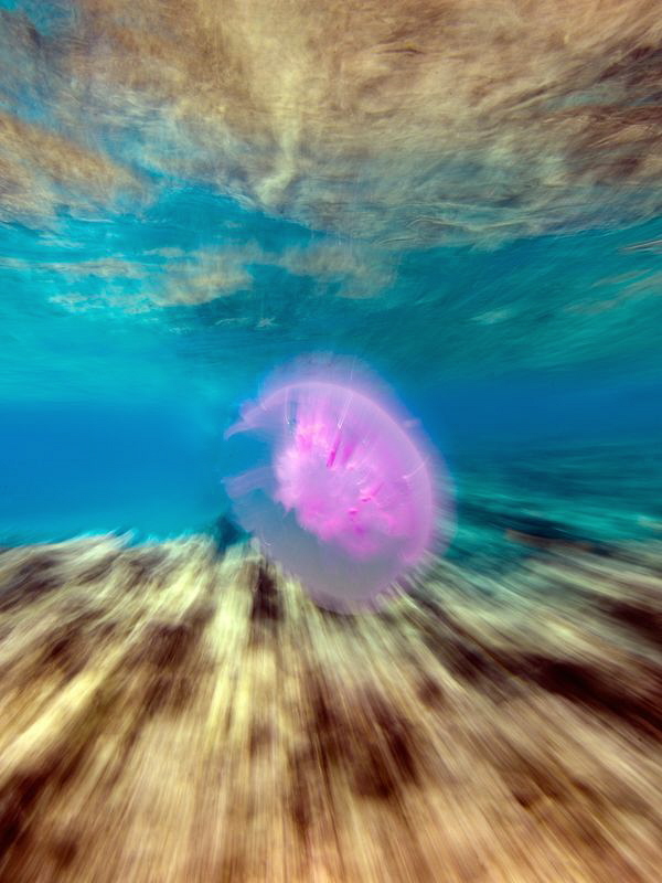 Jellyfish 
(No Photoshop ) by Iyad Suleyman 