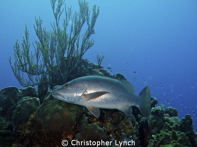 Large cubera snapper leaving  a cleaning station by Christopher Lynch 
