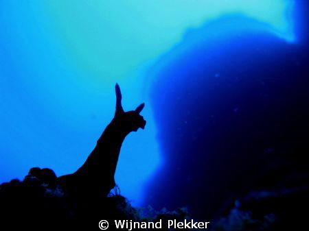 Nudibranche silhouet by Wijnand Plekker 