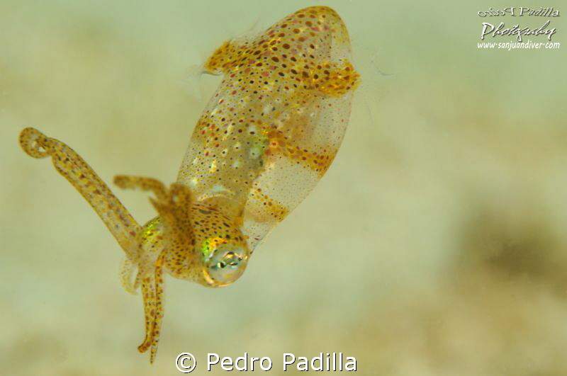 Grass Squid, these animals measured  1/2 to 1 inch. Quite... by Pedro Padilla 