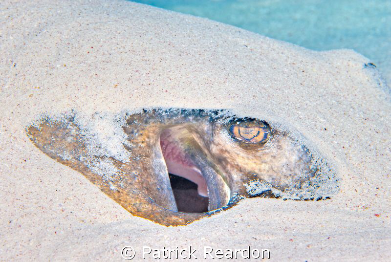 Southern Ray with a tone mapped filter. by Patrick Reardon 